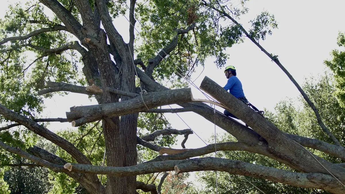 Professional Crown Thinning performed by certified arborists in Franklin